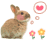 bunny